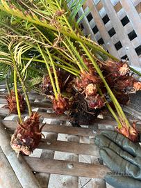 Polloni di Cycas revoluta con foglie