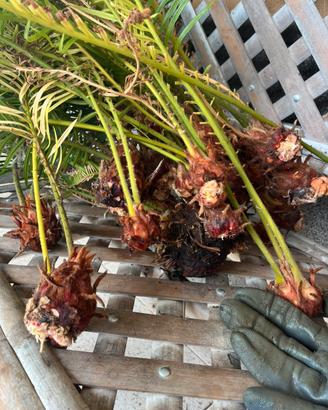 Polloni di Cycas revoluta con foglie