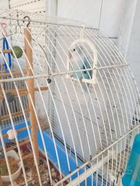 Mutazione pappagallo inseparabile