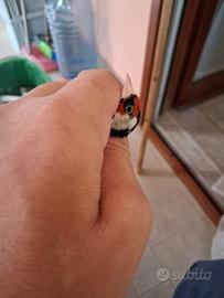 Cardellino maschio