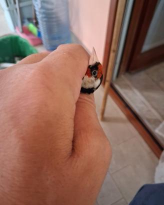 Cardellino maschio