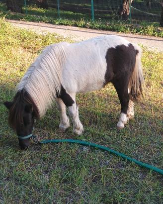 Pony