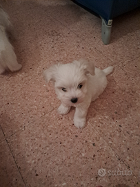 Cuccioli di maltese