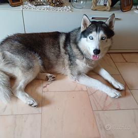 Animali
