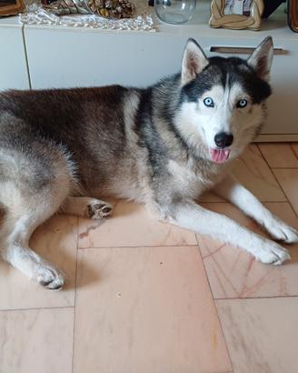 Animali