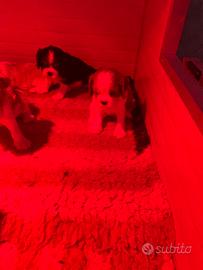 Cavalier King Charles spaniel