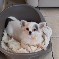 Femmina chiwawa