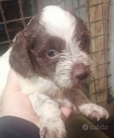 Cucciolo di breton e lagotta