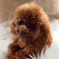 Barboncino toy con Pedigree per accoppiamento