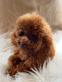 Barboncino toy con Pedigree per accoppiamento