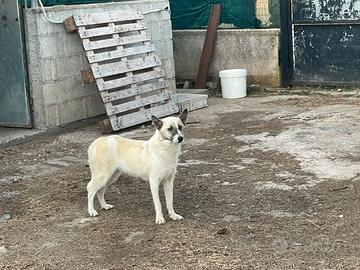Cane orso della Carelia
