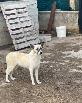 Cane orso della Carelia