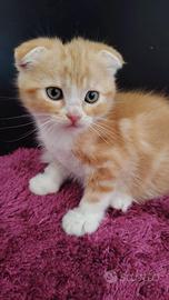 Gattini Scottish Fold e Straight