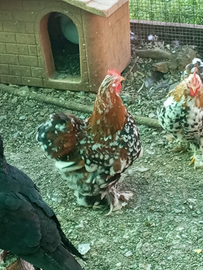 Conciccina nana mille fiori maschi