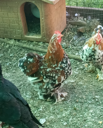 Conciccina nana mille fiori maschi