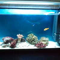 acquario 