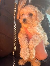 Cuccioli di barbone nano