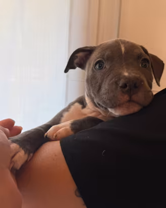 Amstaff Femmina nata il 21.08.2026