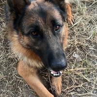 Pastore tedesco per monta