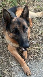 Pastore tedesco per monta