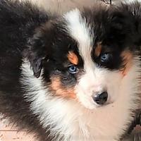 Pastore australiano cucciolo con pedigrèe