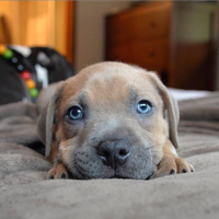 Pitbull ukc