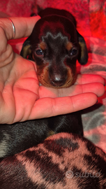 Bassotto Tedesco pelo corto pedigree ENCI