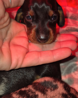 Bassotto Tedesco pelo corto pedigree ENCI