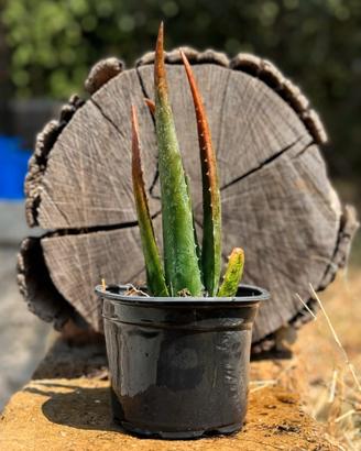 Aloe vera