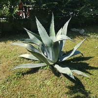 agave americana