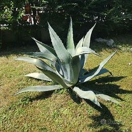 agave americana