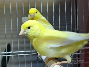 Canarini gialli