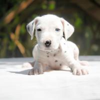 Cucciola di Dalmata