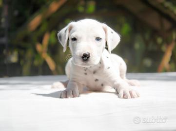 Cucciola di Dalmata