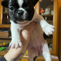 Bulldog francese