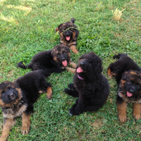 Cuccioli di pastore tedesco focato e total black