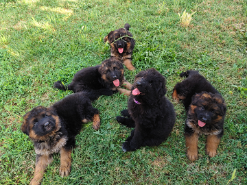 Cuccioli di pastore tedesco focato e total black