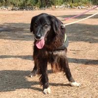 LILLY la divina in adozione