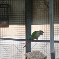 Due phyrrura molinae maschi