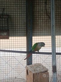 Due phyrrura molinae maschi