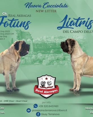 Mastiff