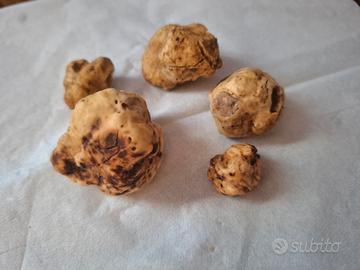 Ettore Pointer/Lagotto - Tartufo