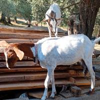 Capra maltese camosciata