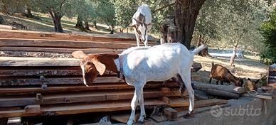 Capra maltese camosciata