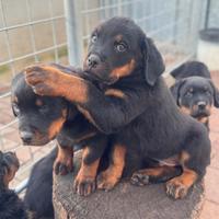 Cuccioli di Rottweiler con pedigree