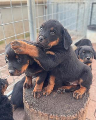 Cuccioli di Rottweiler con pedigree