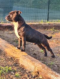 Staffordshire Bull Terrier