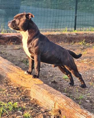 Staffordshire Bull Terrier
