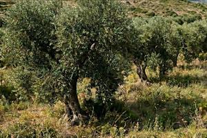 Uliveto e noccioleto a Soriano nel Cimico