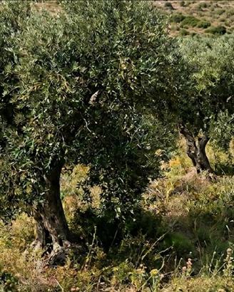 Uliveto e noccioleto a Soriano nel Cimico